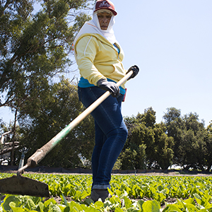 Olga Perez, a lettuce farm worker. Photo by Kevin Painchaud.