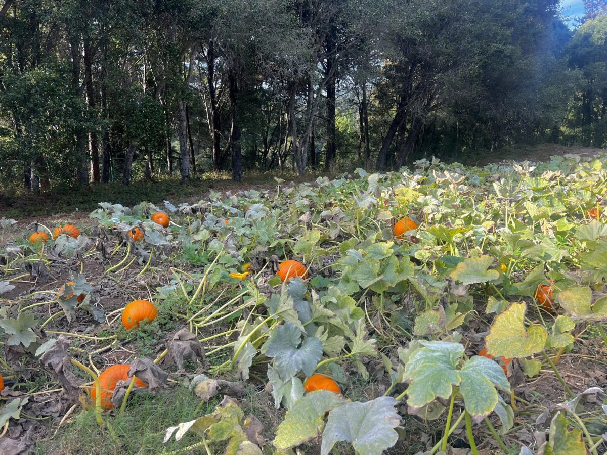 The Horticulture Department is hosting its second annual fall festival centering all things pumpkins. 